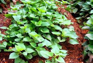 汾阳昌瑞吃瓜,一场别开生面的吃瓜盛宴