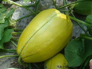 吉林吃瓜群,揭秘东北民间趣味生活圈