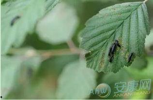 梦见吃瓜吃到蛆,吃瓜吃到蛆的奇异体验