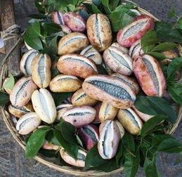 8月瓜种子怎么吃,8月瓜种子创意食用指南