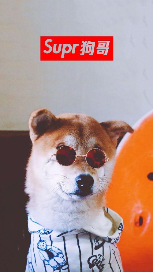 二狗子直播吃瓜视频,带你领略网红美食新风尚