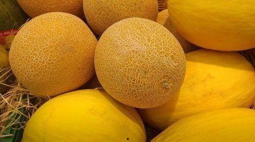 常年吃哈密瓜,常年品味瓜中珍品