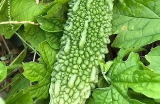 带你吃瓜视屏,热门视频背后的故事与真相