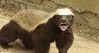 吃瓜平头哥,揭秘网络红人的崛起之路