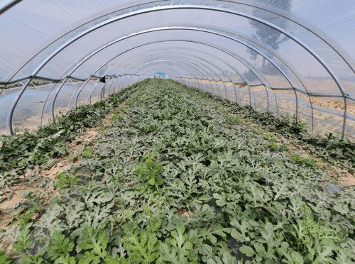 吃瓜续命系统,揭秘吃瓜续命系统的神奇魅力