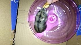 米奇吃瓜,揭秘动画界的“瓜王”传奇