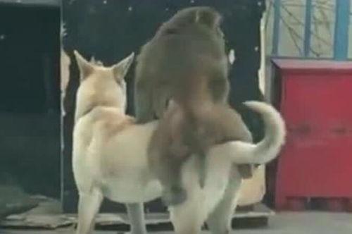 吃瓜狗狗视频,萌态十足，网友直呼“太可爱了！”