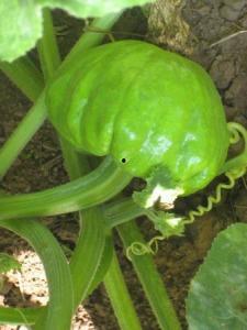 吃瓜变声 叶寻,叶寻的奇妙声线之旅