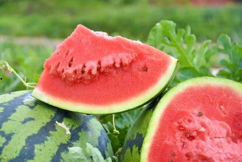 广东吃瓜,广东美食文化中的“吃瓜”风情