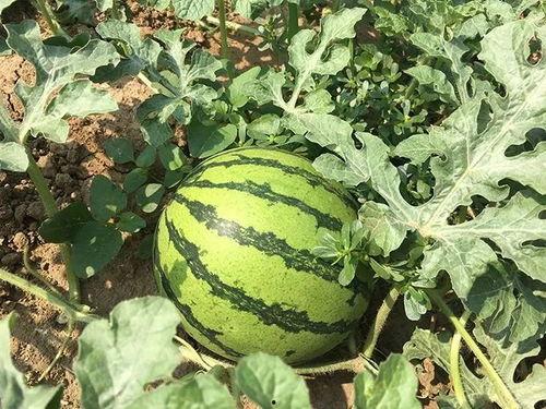 年代吃瓜的日子,回顾那些年我们一起吃瓜的日子