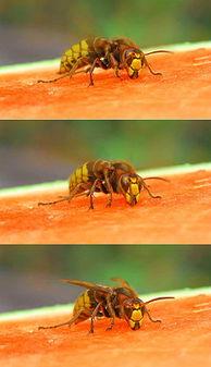 吃瓜的什么蜂,探寻蜂类中的“瓜果专家”