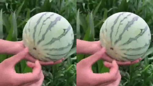 干完活农村吃瓜,农村生活乐趣无限——吃瓜时光