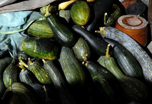 北瓜结瓜少为什么吃瓜少,吃瓜季为何受限之谜