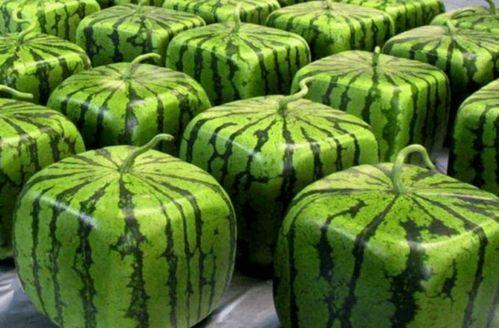 全网最新免费吃瓜,精彩瞬间一网打尽！