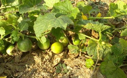小瓜吃植物,探索植物生长的奇妙之旅
