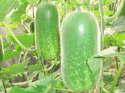 0.5吃瓜图片,0.5吃瓜图，揭秘瓜界新潮流