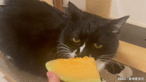 猫爷吃哈密瓜视频大全,萌宠美食大集合
