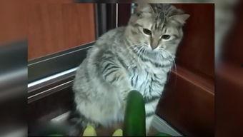 吃瓜小猫视频下载,轻松获取热门短视频的秘诀