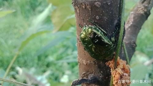 吃瓜结果有虫怎么办视频,瓜果虫害困扰？视频揭秘高效除虫技巧