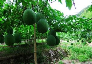 吊瓜必须去皮吃吗视频,美味与健康的双重享受