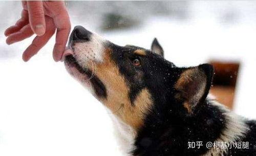 不明真相的吃瓜舔狗视频,网络热词背后的真实故事