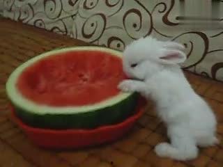 西瓜视频兔子吃瓜,西瓜视频里的趣味瞬间