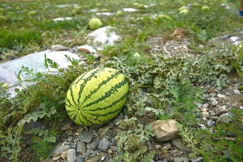 野瓜怎么吃视频,视频教你轻松享用的秘诀