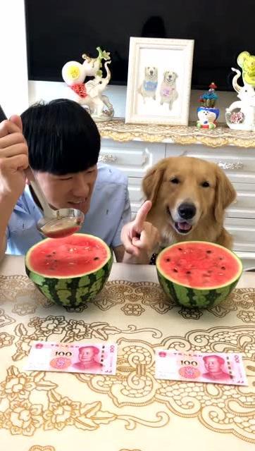 金毛吃瓜视频完整,萌态十足引网友爆笑
