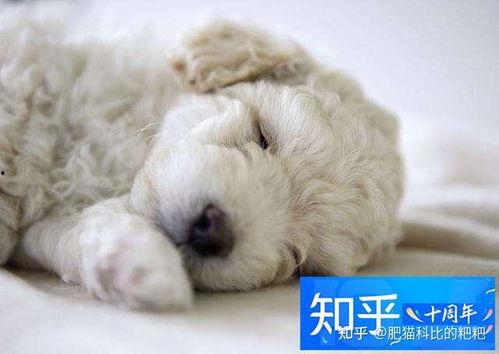 狗可以吃茭瓜鸡蛋吗视频