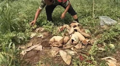 即墨吃瓜最新事件视频